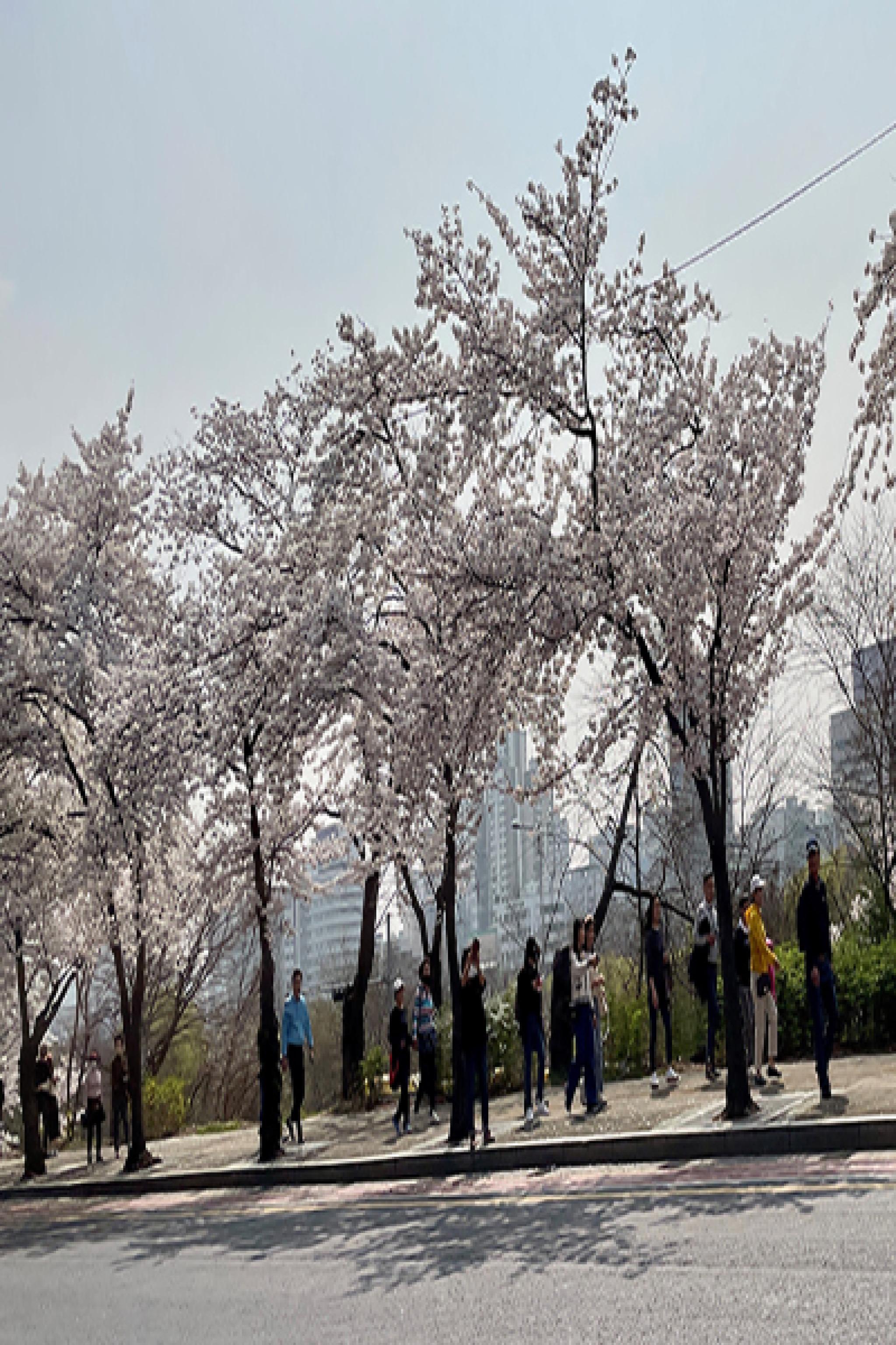 Cherry Blossoms in Korea